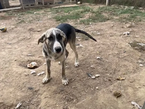 Nathan, z. Zt. in Ungarn, ist ein zauberhaftes, verspieltes, freundliches und neugieriges Wesen. 