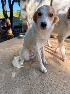 Süße ANNEMARIE sucht liebevolles Zuhause