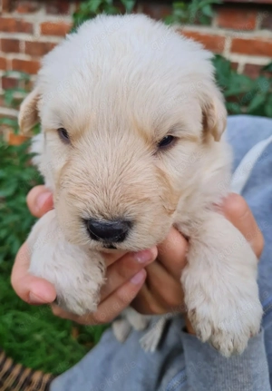 Irische Wolfshund Mix Welpen - IrMas Bild 4