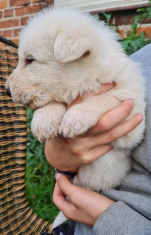 Irische Wolfshund Mix Welpen - IrMas Bild 3