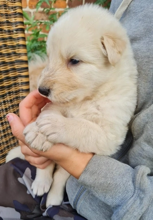 Irische Wolfshund Mix Welpen - IrMas Bild 2