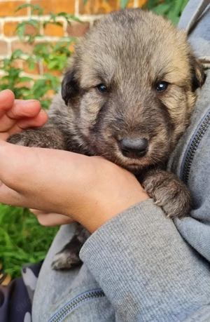 Irische Wolfshund Mix Welpen - IrMas Bild 5