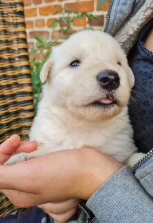 Irische Wolfshund Mix Welpen - IrMas Bild 6