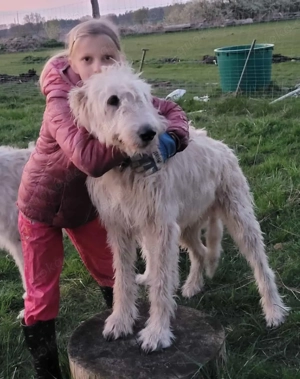 Irische Wolfshund Mix Welpen - IrMas Bild 9