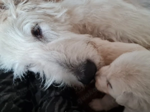 Irische Wolfshund Mix Welpen - IrMas