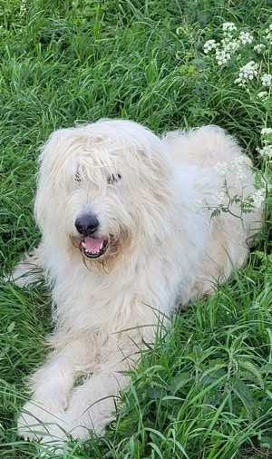 Irische Wolfshund Mix Welpen - IrMas Bild 10