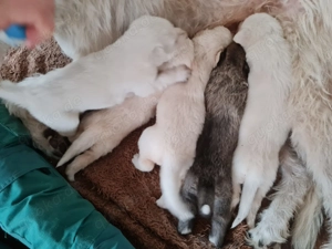 Irische Wolfshund Mix Welpen - IrMas Bild 7