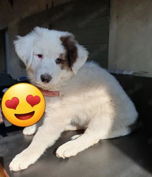 Süße Hundewelpen Pyrenäen Berghund Bernersennenmischling 