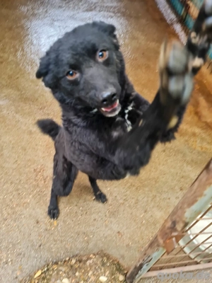 Liebe BILLIE sucht ihre Menschen