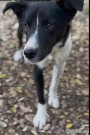 Schüchterne CHANTAL sucht ruhiges Zuhause