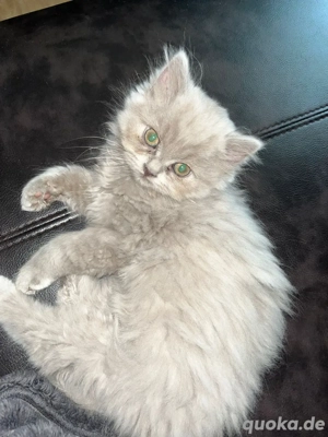 BLH kater abgabebereit 