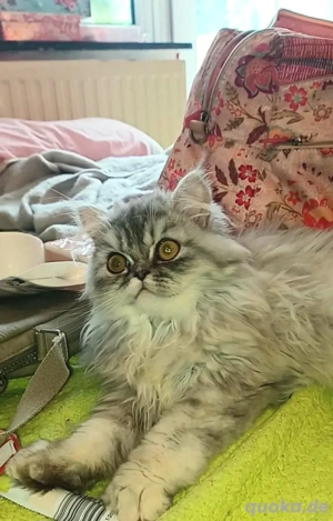 Baby katze Perser Mädchen.Junge.  Bild 5 Baby katze Perser Mädchen.Junge.  Bild 5