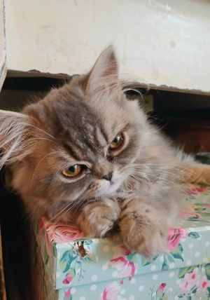 Baby katze Perser Mädchen.Junge.  Bild 4 Baby katze Perser Mädchen.Junge.  Bild 4