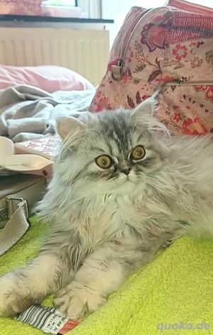 Baby katze Perser Mädchen.Junge.  Bild 6 Baby katze Perser Mädchen.Junge.  Bild 6