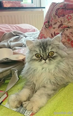 Baby katze Perser Mädchen.Junge.  Bild 3 Baby katze Perser Mädchen.Junge.  Bild 3