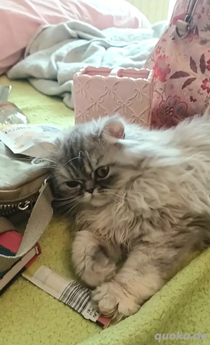 Baby katze Perser Mädchen.Junge.  Bild 7 Baby katze Perser Mädchen.Junge.  Bild 7