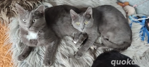   Kater Brüder !  6  Monate Heilige Birmamix !  