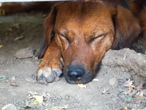Lustiger DARIO sucht sein Für-immer-Zuhause Bild 5