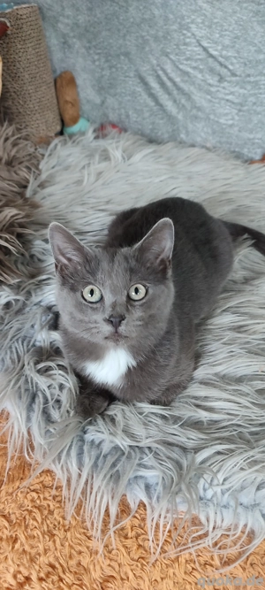  Kater !  5  Monate Heilige Birmamix ! 