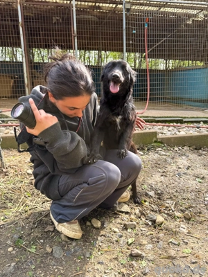 Freundliche DAYA möchte Tierheim für immer verlassen