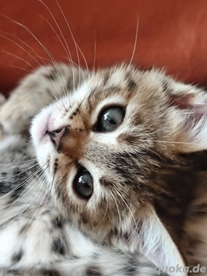 Kitten Bengal Mix