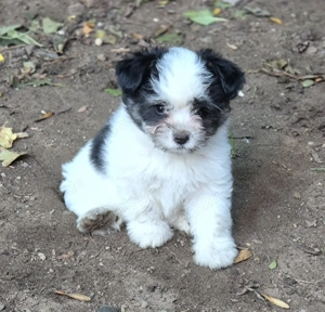 Biewer-Yorkshire   Pomeranian-Welpen