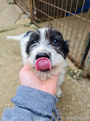 Zuckerschnute KELVIN sucht sein Für-immer-Glück