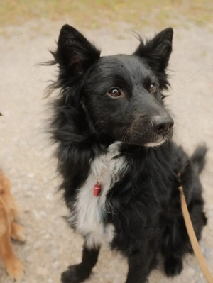 Josko, wunderschöner Mix Kroatischer Schäferhund   Mudi Bild 4