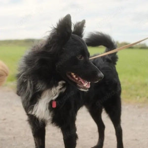 Josko, wunderschöner Mix Kroatischer Schäferhund   Mudi Bild 5