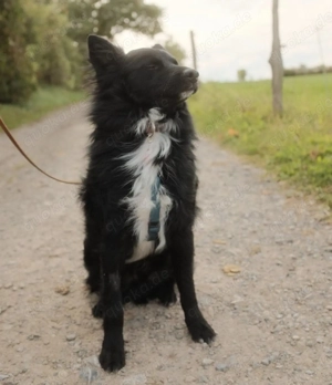 Josko, wunderschöner Mix Kroatischer Schäferhund   Mudi Bild 6