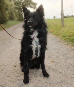 Josko, wunderschöner Mix Kroatischer Schäferhund   Mudi Bild 3