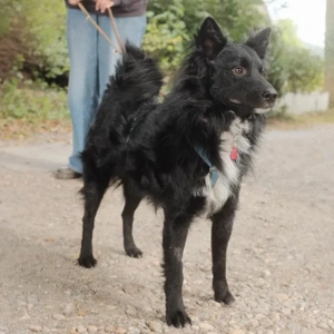 Josko, wunderschöner Mix Kroatischer Schäferhund   Mudi Bild 2