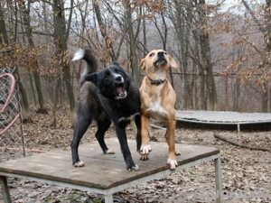 Fröhlicher LEWI sucht seine Menschen Bild 3