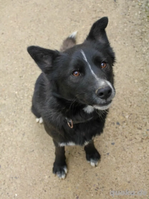 Fröhlicher LEWI sucht seine Menschen