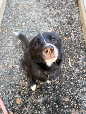 Fröhlicher LEWI sucht seine Menschen Bild 5