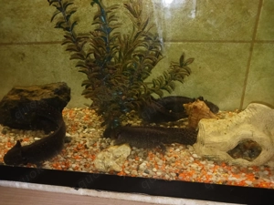 Axolotl mit Aquarium zu verkaufen