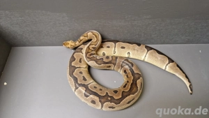 0.1 Clown 66% ph Axanthic TSK Königspython, Python Regius 