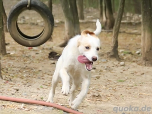 Fröhliche LIMA wartet im Tierheim auf dich