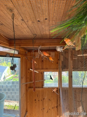 Kanarienvögel. rote,gelbe , weiße und gefleckte