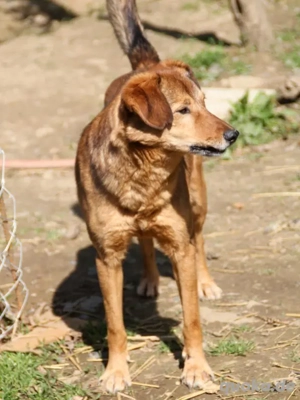 Schüchterner OSCAR wünscht sich ein eigenes Körbchen