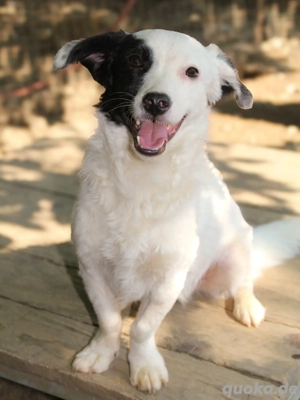 Zuckersüßer PUPIN wartet im Tierheim auf sein Glück