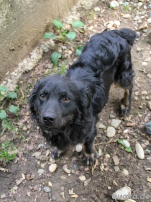 Anhänglicher RALF sehnt sich nach einem Zuhause
