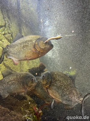 rote piranha  Bild 6