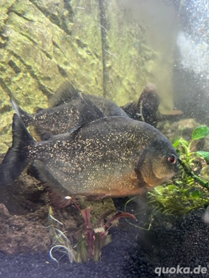 rote piranha  Bild 5