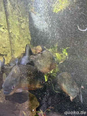 rote piranha  Bild 3