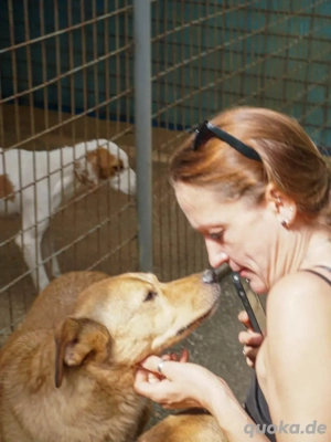 Lieber SVEN sucht seine Für-immer-Familie