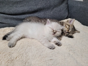 BKH Kitten bereit für ein neues Zuhause 