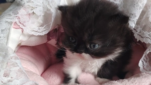 Zwei kleine Perser und Exotic Kitten suchen ein neues Zuhause ab Ende Oktober 