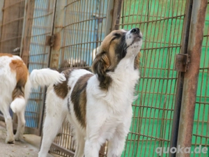 Vorsichtiger WILHELM möchte ans Pfötchen genommen werden