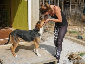 Schöner ZLAJA sucht seine Menschen